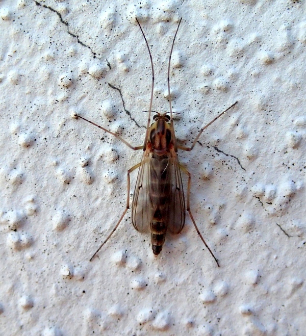 Chironomidae